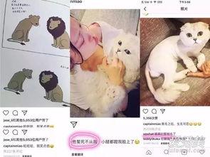 娱乐吃瓜酱虐猫博主小说,吃瓜酱小说揭秘